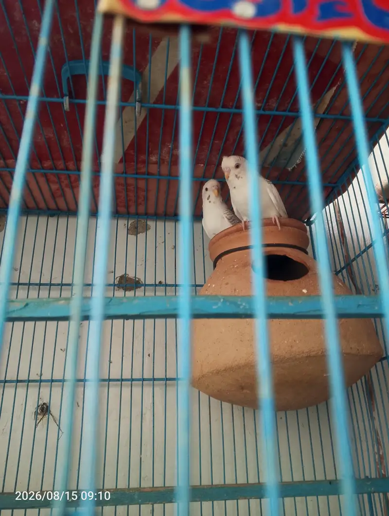 Dunfellow budgie pair for sale — photo 2