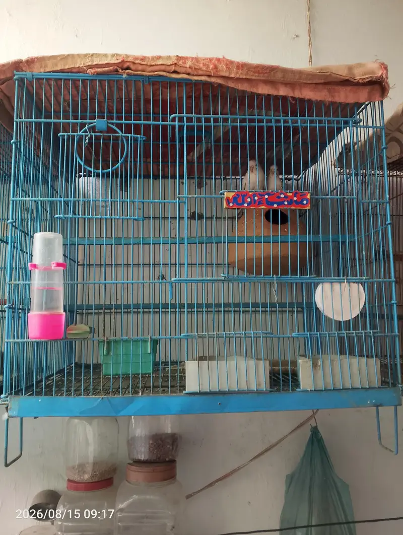 Dunfellow budgie pair for sale — photo 3