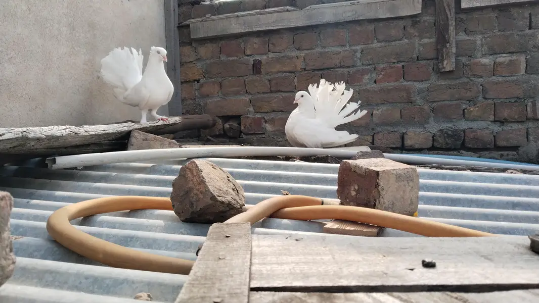 Laky kabootar for sale. Kabootar for sale. kabootar pairs for sale. — photo 2