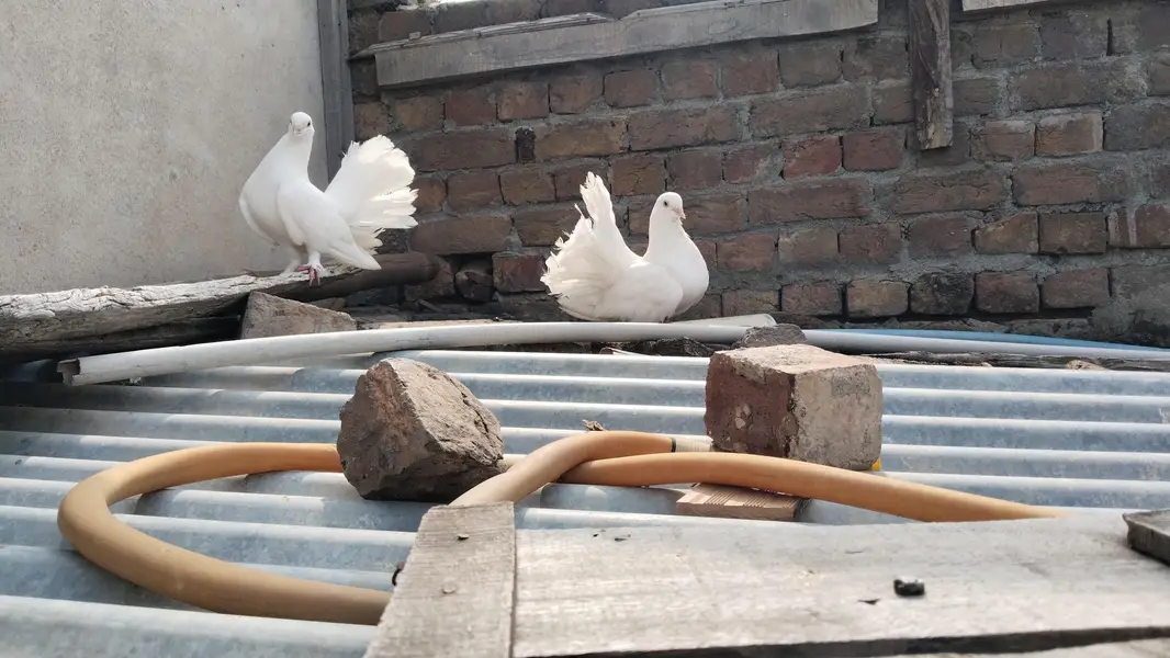 Laky kabootar for sale. Kabootar for sale. kabootar pairs for sale. — photo 3