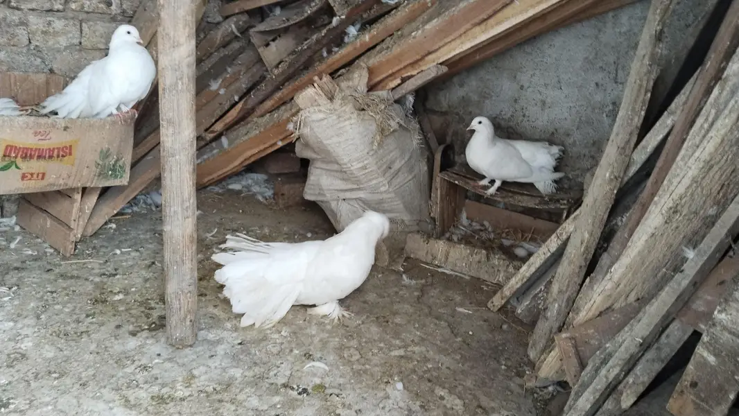 Laky kabootar for sale. Kabootar for sale. kabootar pairs for sale. — photo 4