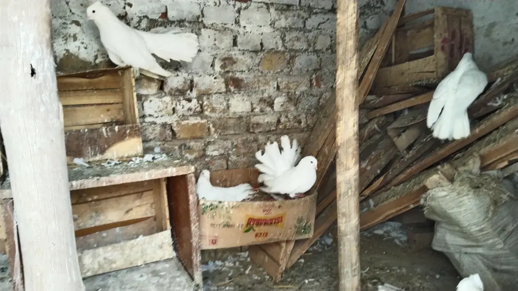 Laky kabootar for sale. Kabootar for sale. kabootar pairs for sale. — photo 6