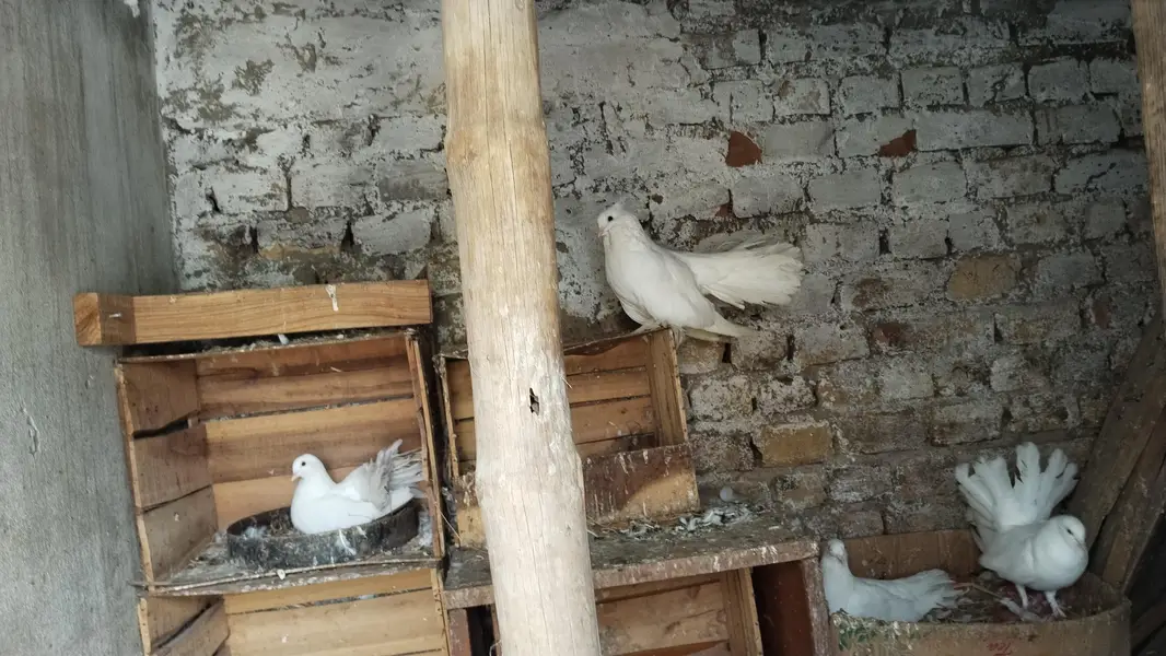 Laky kabootar for sale. Kabootar for sale. kabootar pairs for sale. — photo 7