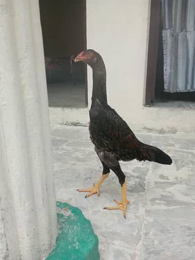 big hen shamo