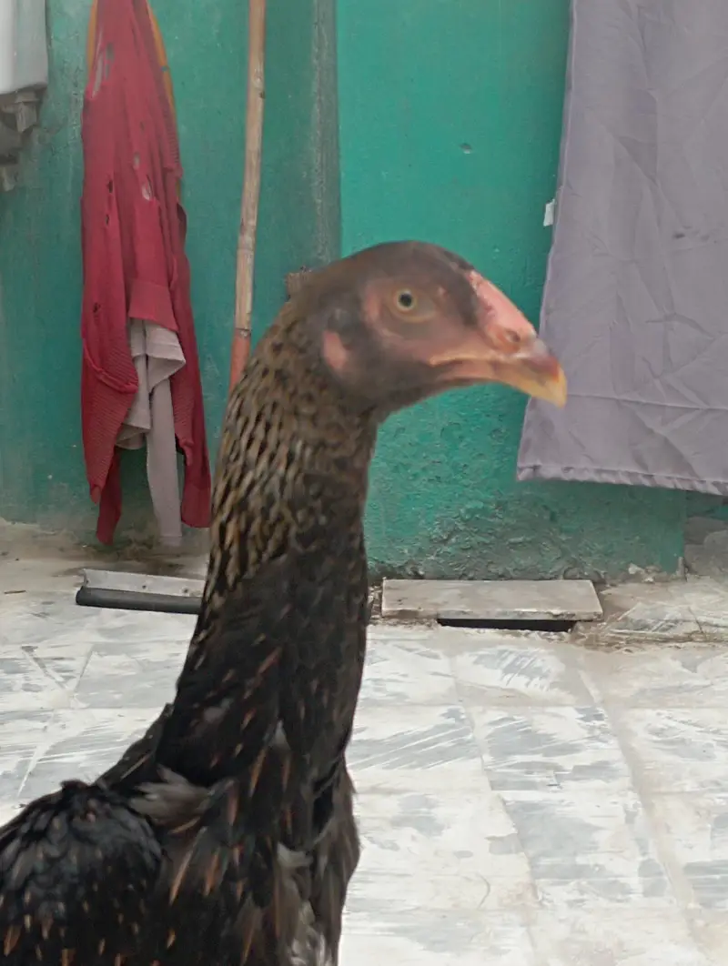 big hen shamo — photo 2