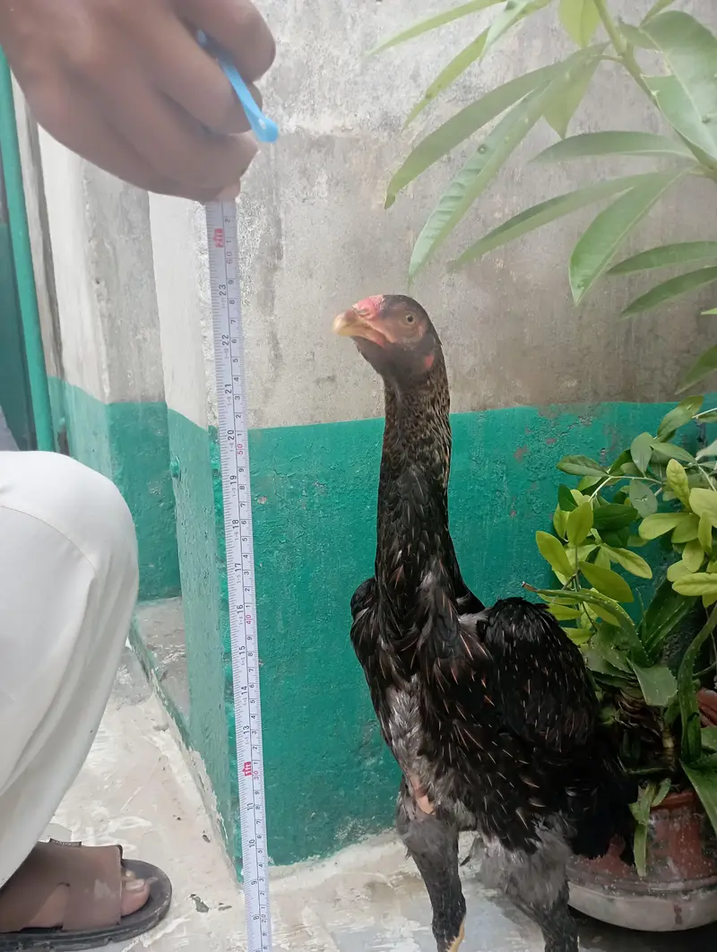 big hen shamo — photo 3
