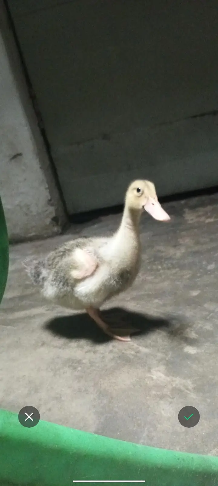 2 ducks baby — photo 2