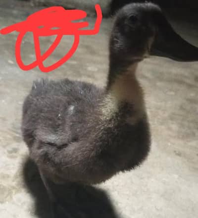 2 ducks baby