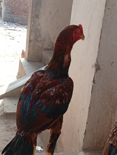 aseel mianwali