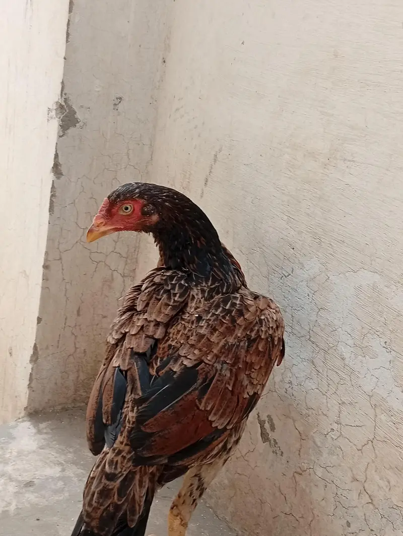 aseel mianwali — photo 2