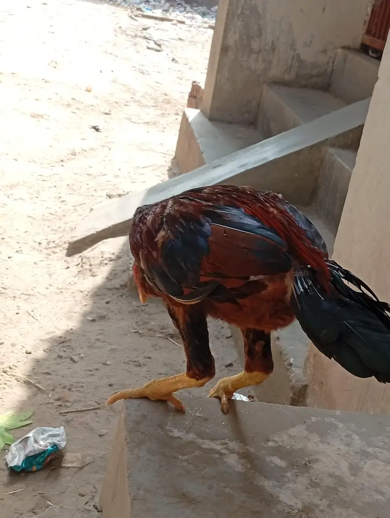 aseel mianwali — photo 3