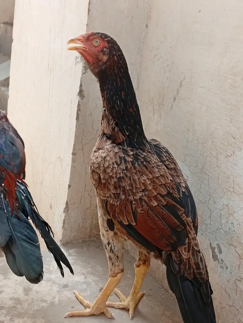 aseel mianwali — photo 4