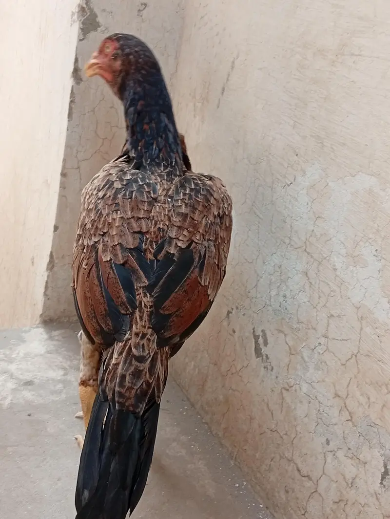 aseel mianwali — photo 5