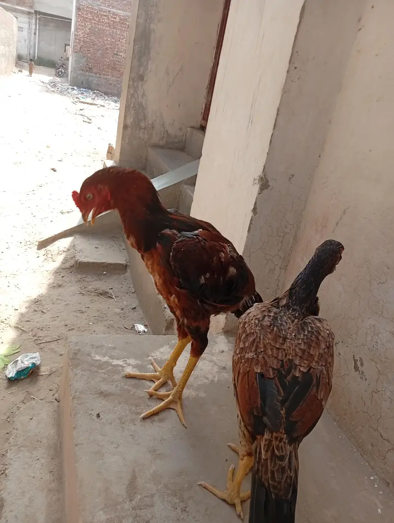 aseel mianwali — photo 6