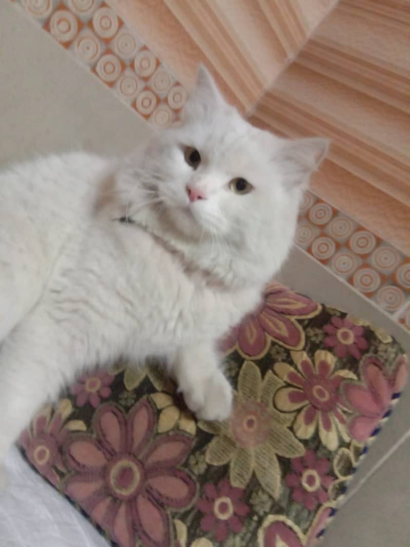 Persian 1
