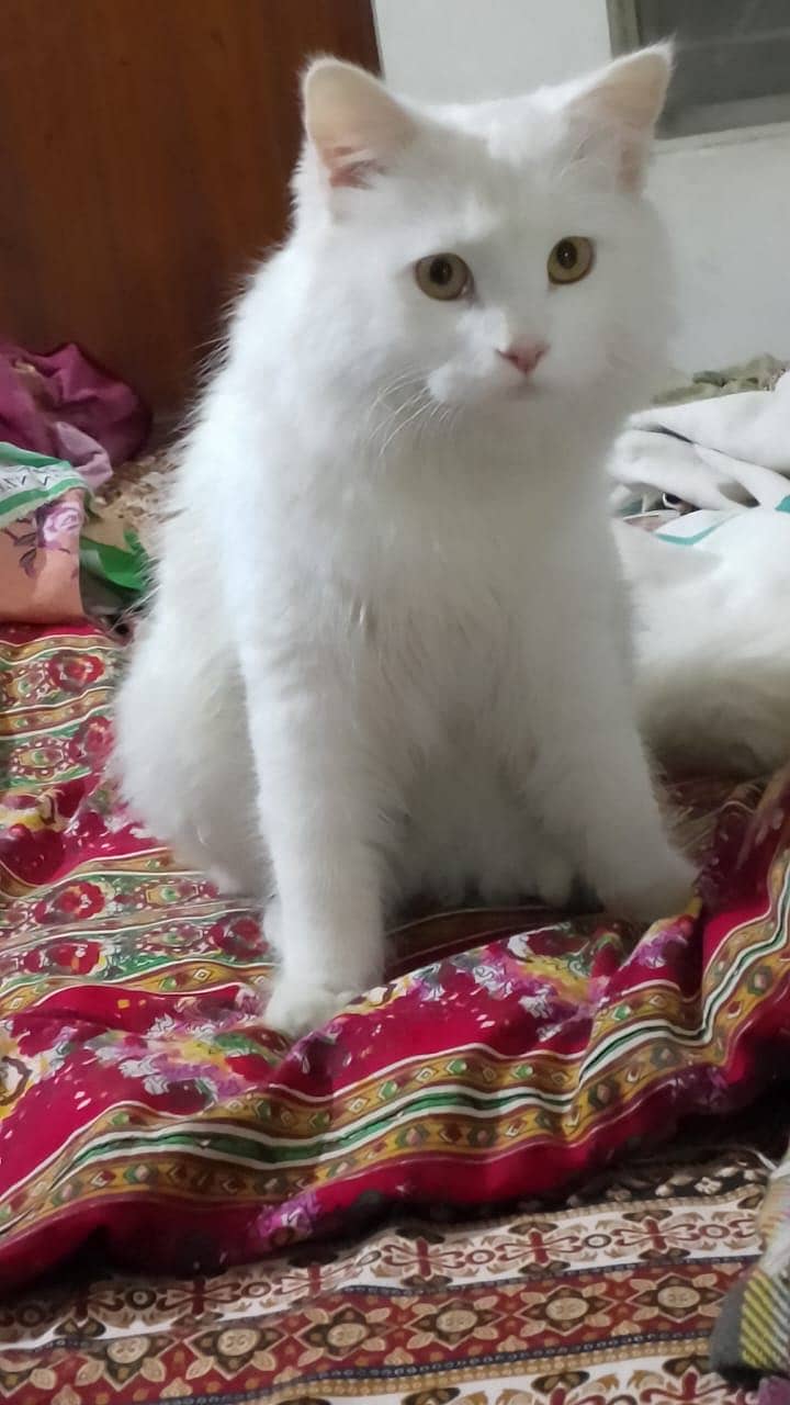 Persian 2