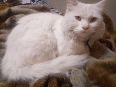Persian