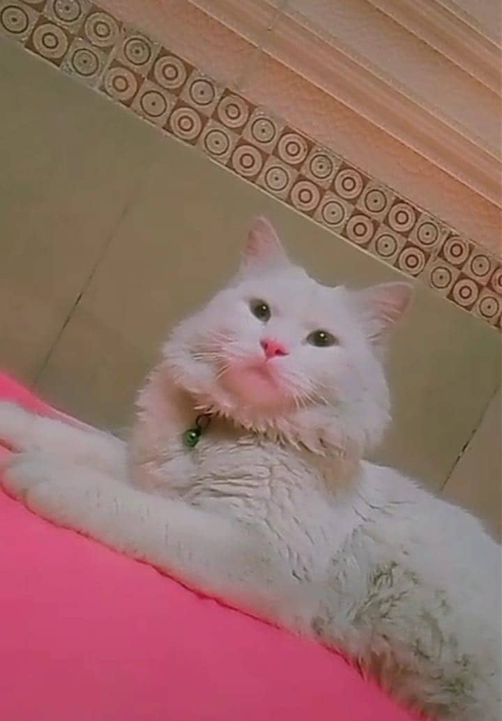 Persian 3