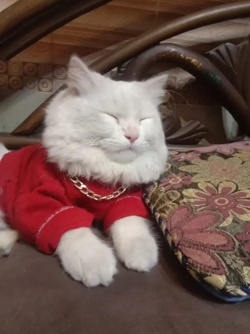Persian — photo 5