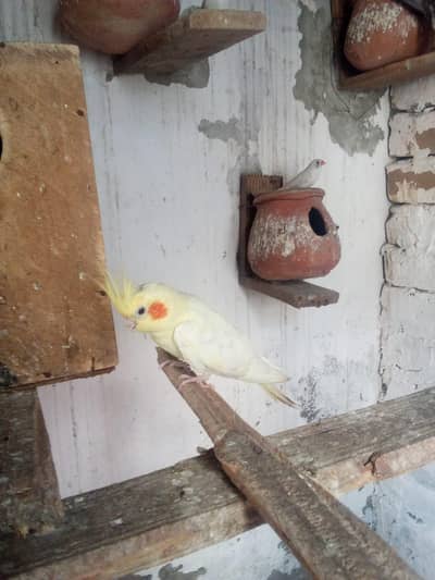 Complete Bird Breeding Setup Available for Rehoming | Okara