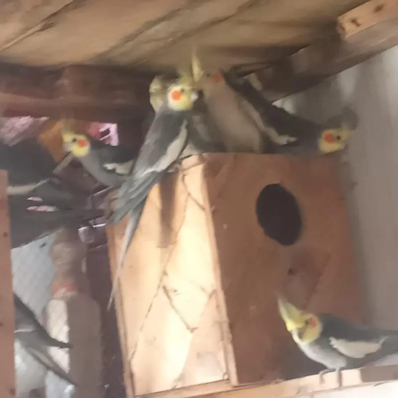 Complete Bird Breeding Setup Available for Rehoming | Okara — photo 2