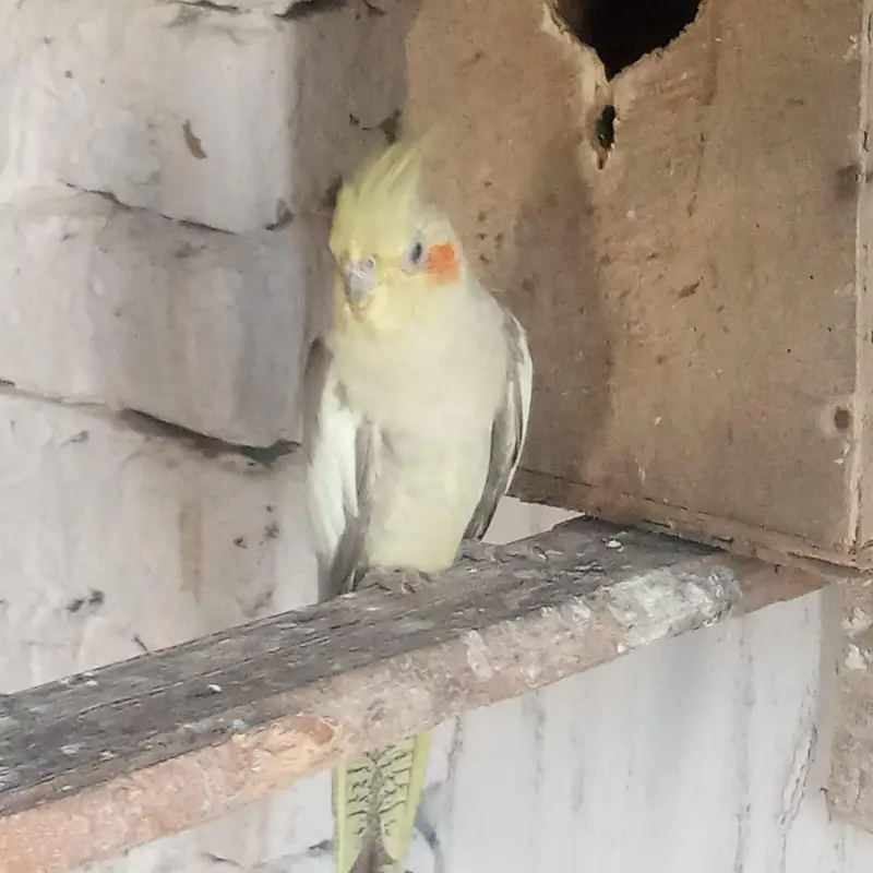 Complete Bird Breeding Setup Available for Rehoming | Okara — photo 3