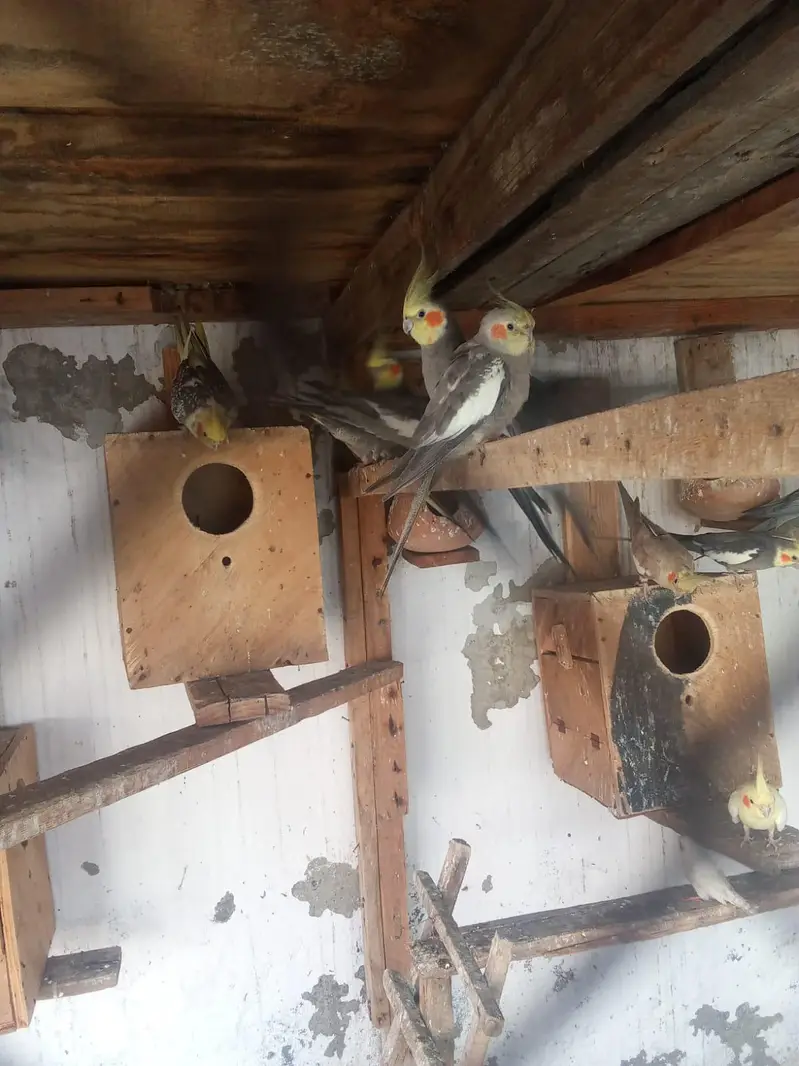 Complete Bird Breeding Setup Available for Rehoming | Okara — photo 4
