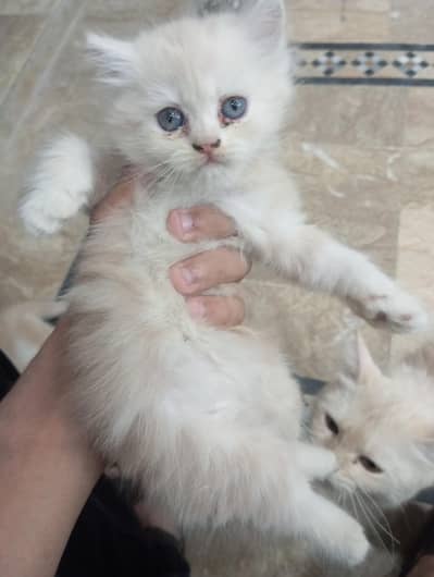 Cute 2 Female Persian Kittens | Blue Eyes | Healthy & Playful