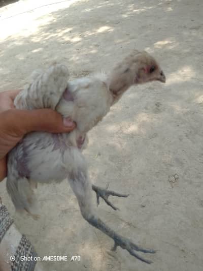 home breed for sale aseel breed