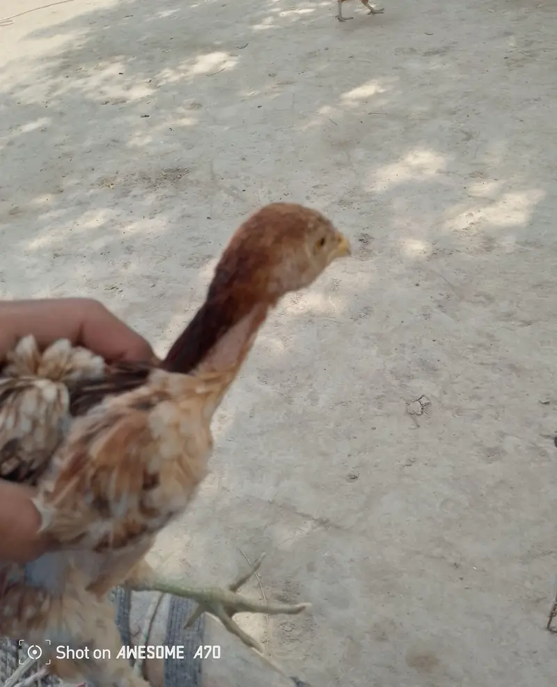 home breed for sale aseel breed — photo 5