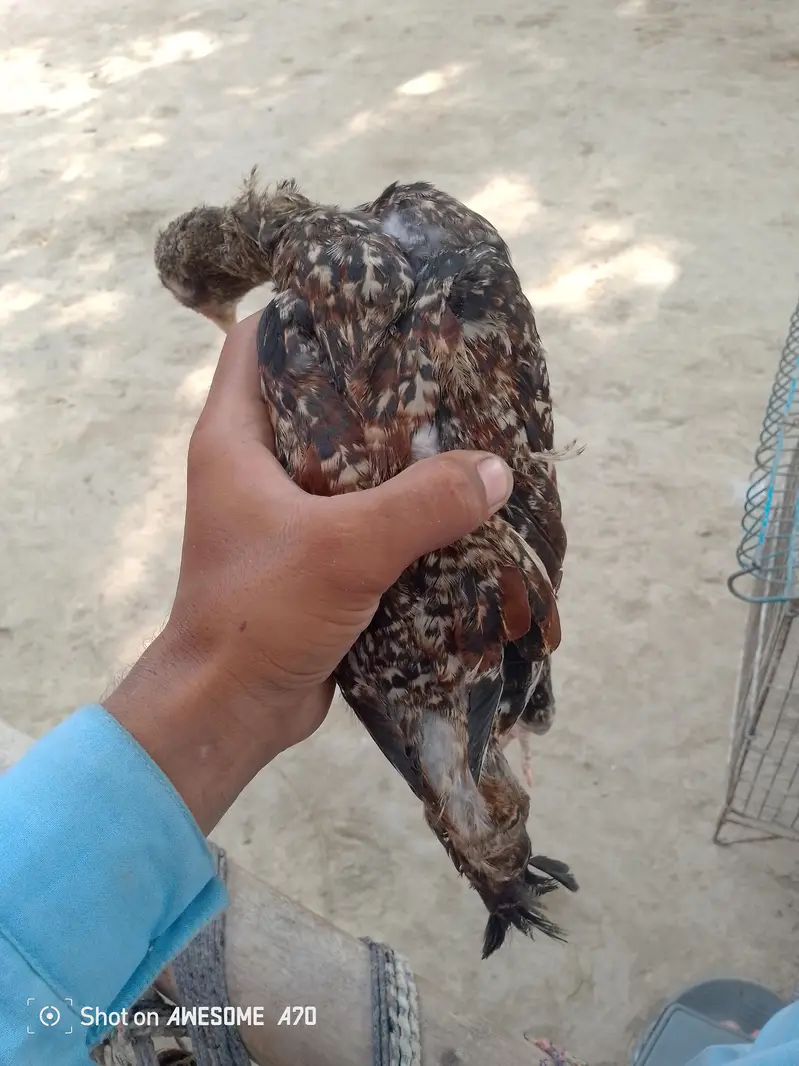 home breed for sale aseel breed — photo 7
