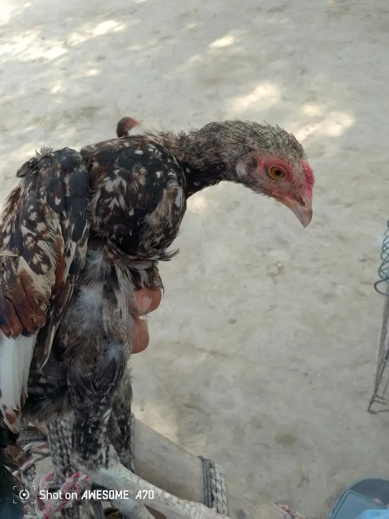 home breed for sale aseel breed — photo 8