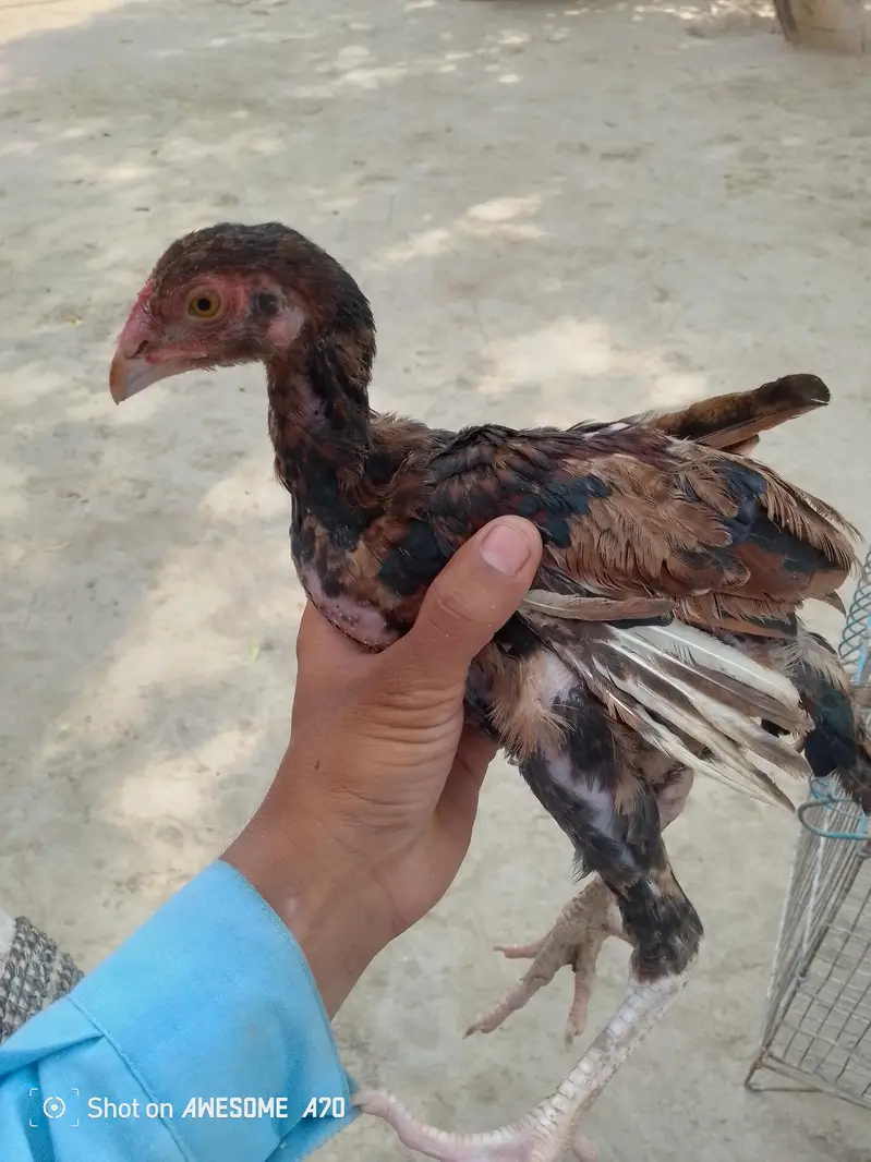 home breed for sale aseel breed — photo 9