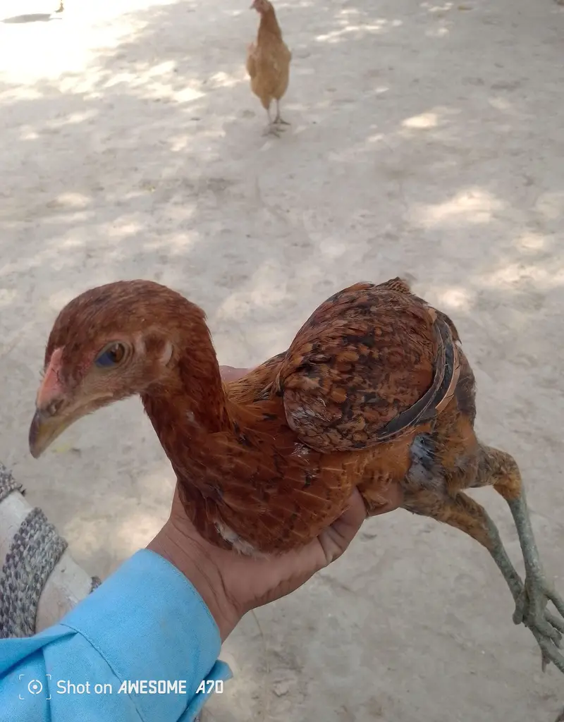 home breed for sale aseel breed — photo 10