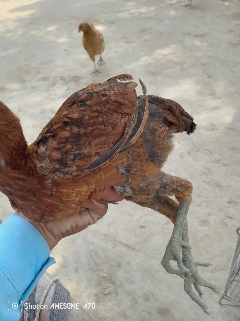 home breed for sale aseel breed — photo 11