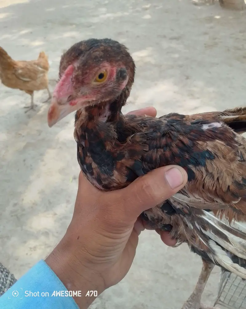 home breed for sale aseel breed — photo 12
