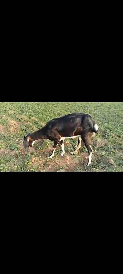 goat for sale