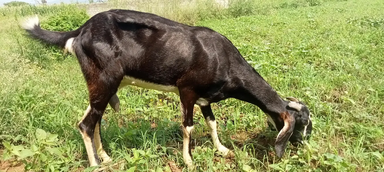 goat for sale — photo 2