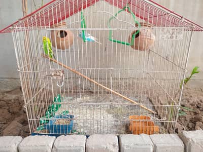 Australian parrots