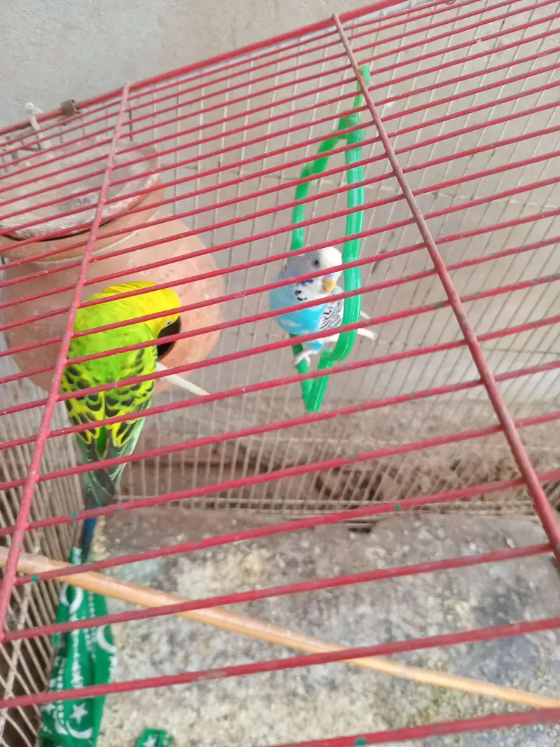 Australian parrots — photo 2