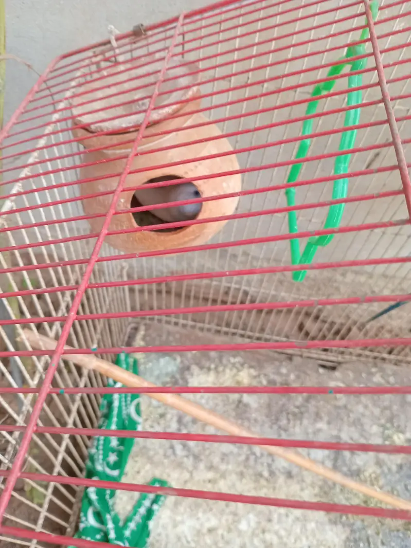 Australian parrots — photo 3