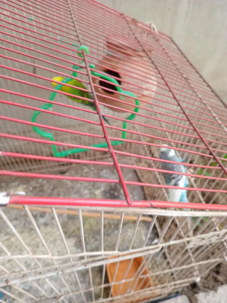 Australian parrots — photo 4