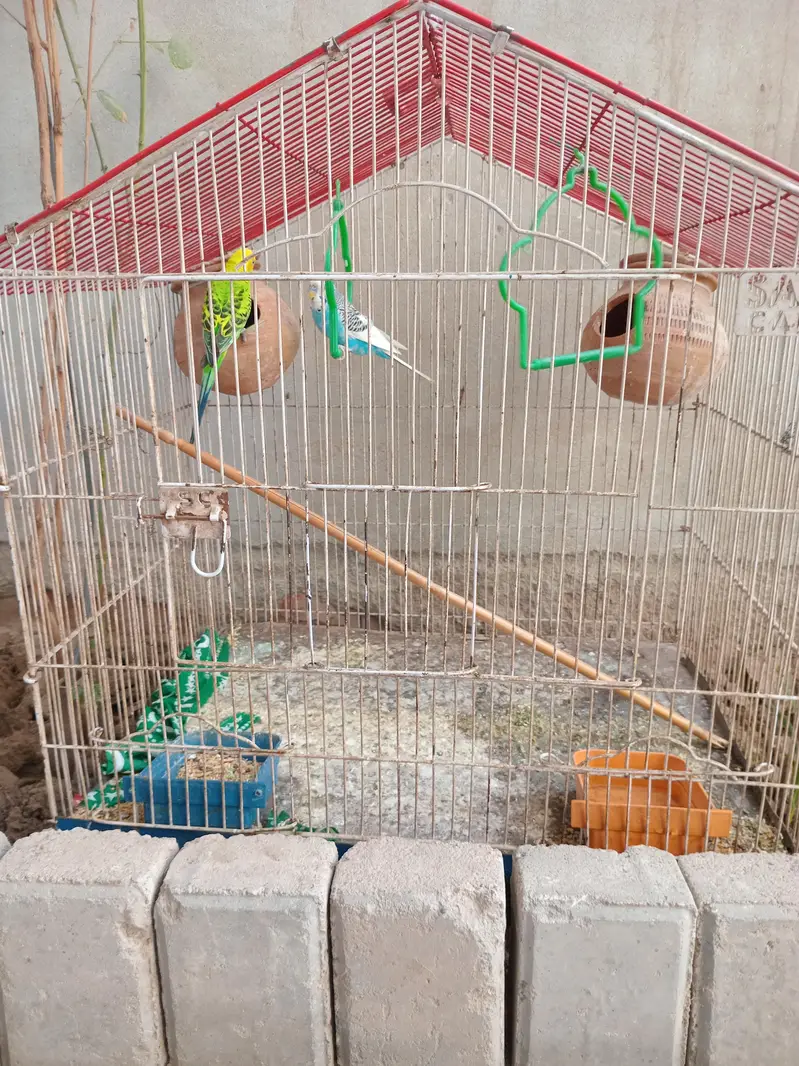 Australian parrots — photo 5