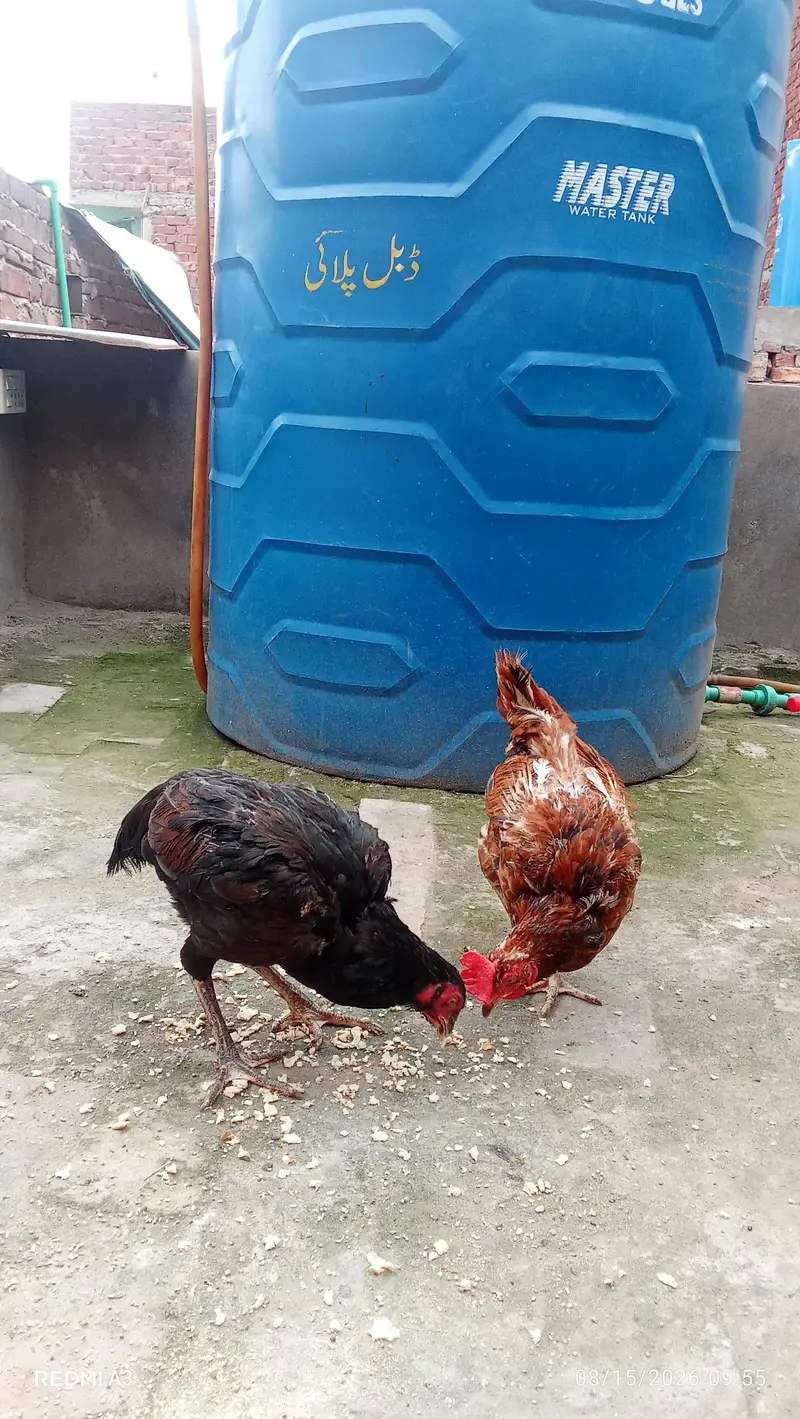 mianwali  wale or desi — photo 4