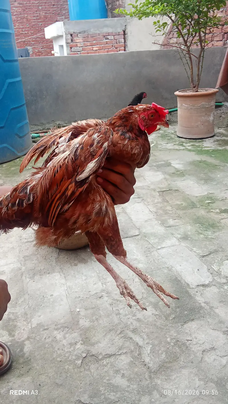 mianwali  wale or desi — photo 5