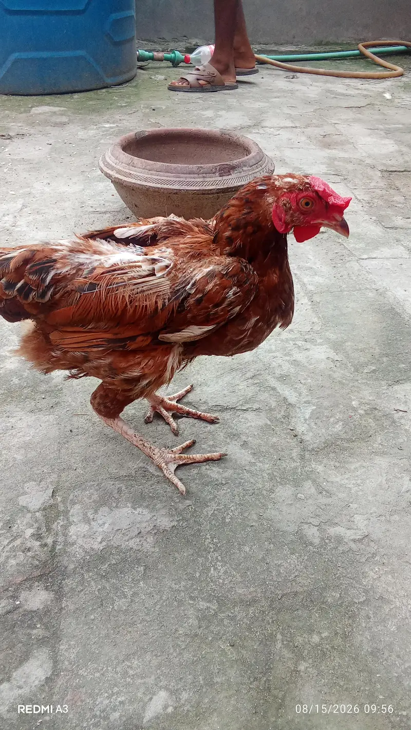 mianwali  wale or desi — photo 6