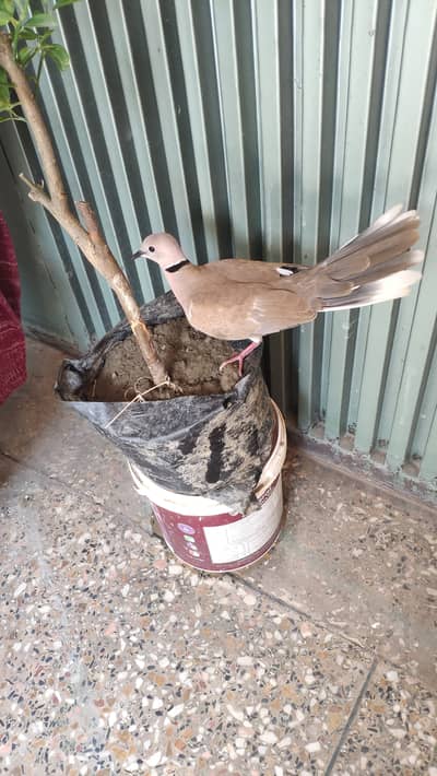 Beautiful Doves