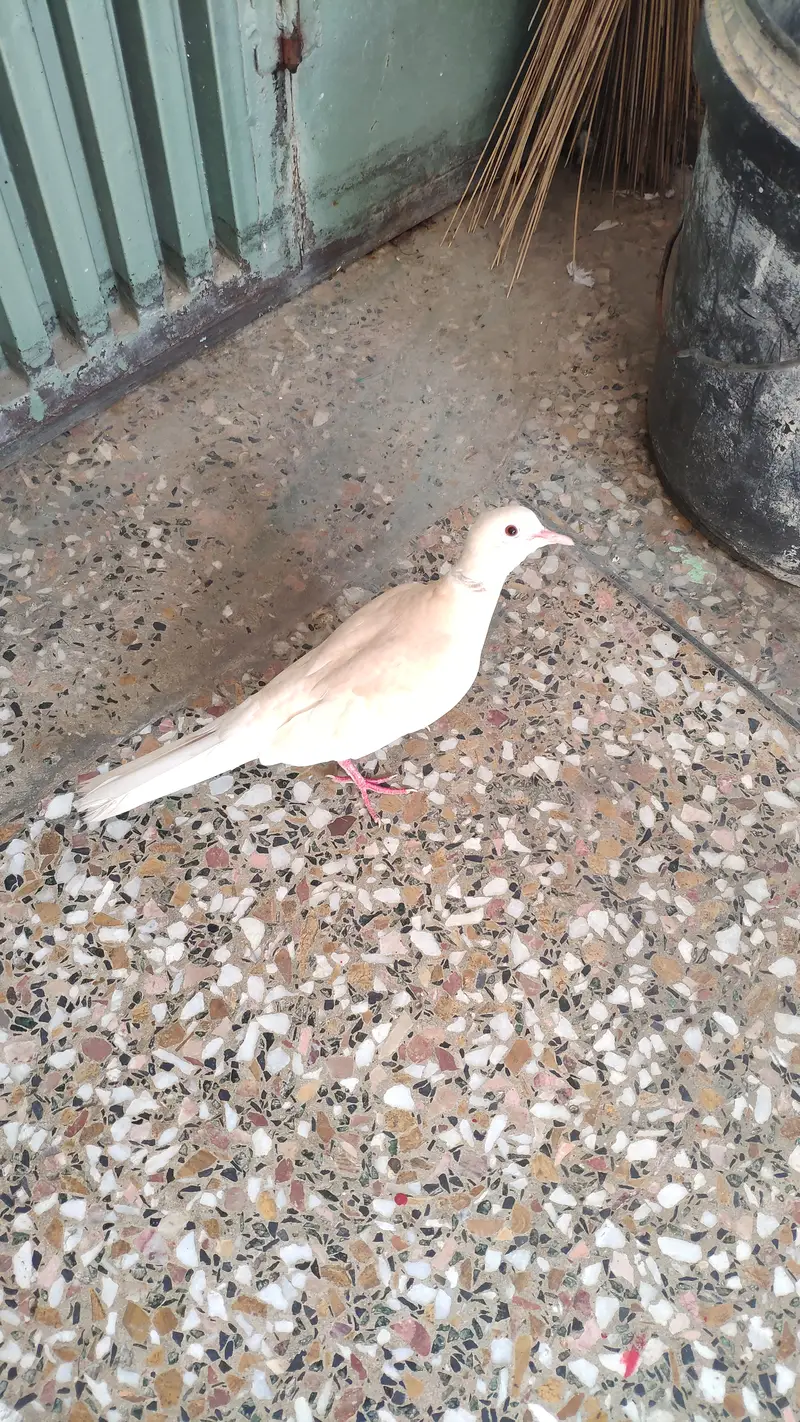Beautiful Doves — photo 2