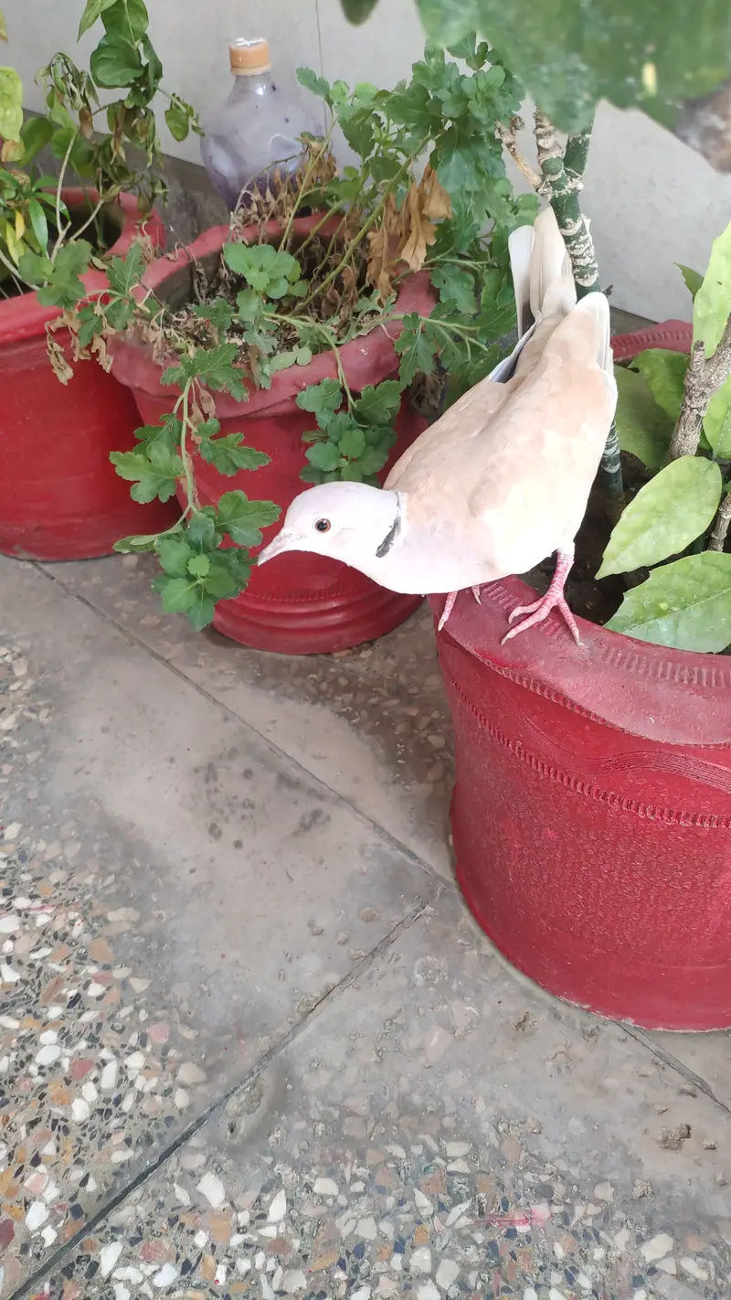 Beautiful Doves — photo 3