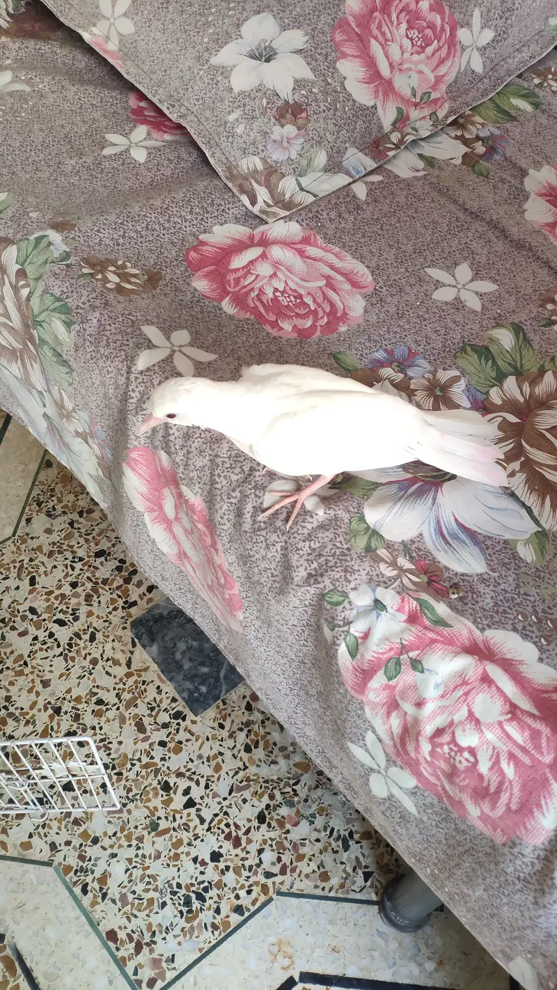 Beautiful Doves — photo 5